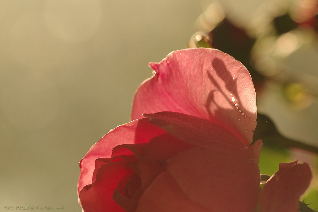 Album "Roses" | Fotografiebild "Parallelen" von Natali Antonovich im Sammlung/Foto Lager.