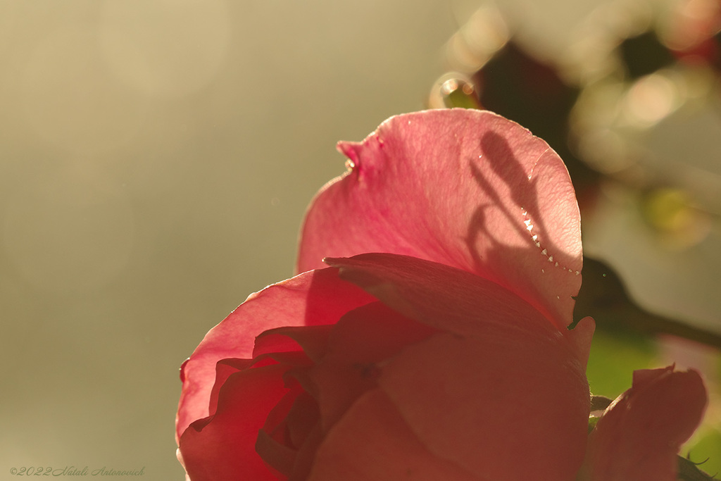 Fotografie afbeelding "Roses" door Natali Antonovich | Archief/Foto Voorraad.