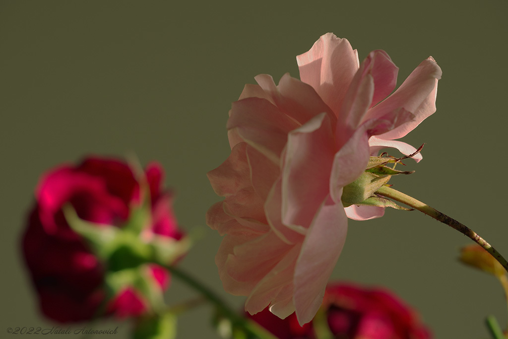 Альбом "Roses" | Фота выява "Кветкі" ад Natali Антонавіч у Архіве/Банке Фотаздымкаў.