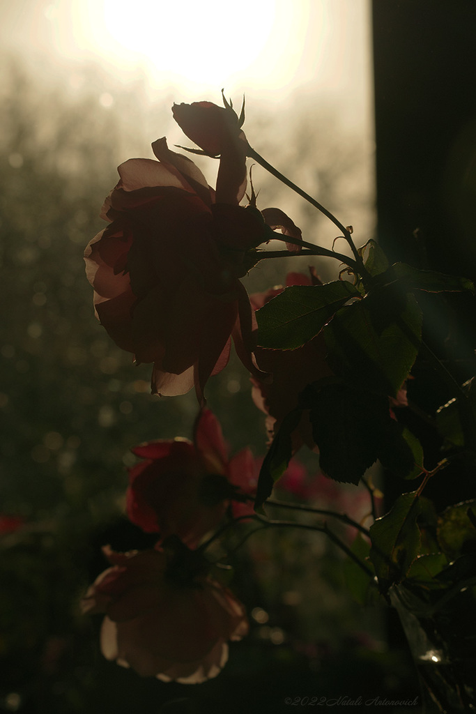 Album "Roses" | Fotografiebild "Blumen" von Natali Antonovich im Sammlung/Foto Lager.