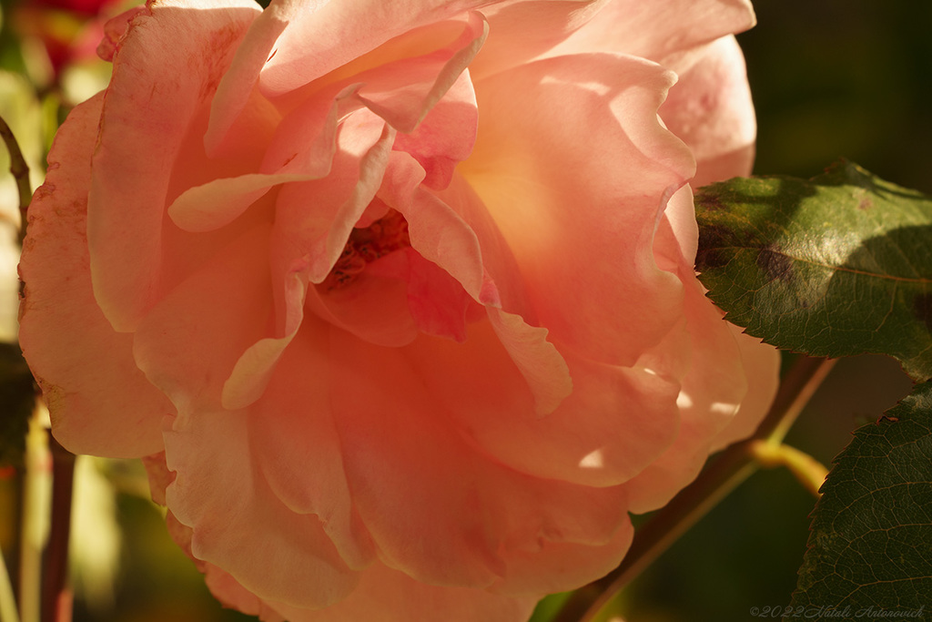 Album  "Roses" | Photography image "Flowers" by Natali Antonovich in Photostock.