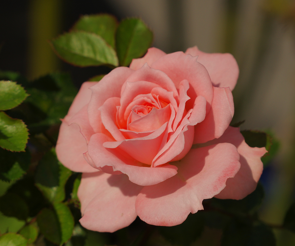 Photography image "Roses" by Natali Antonovich | Photostock.