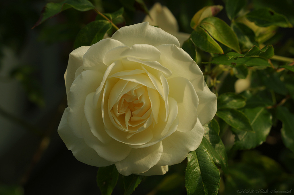 Album "Roses" | Image de photographie "Fleurs" de Natali Antonovich en photostock.