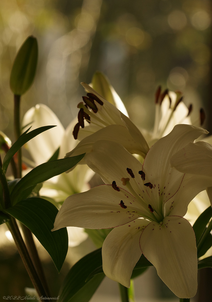 Альбом "lilies" | Фота выява "Кветкі" ад Natali Антонавіч у Архіве/Банке Фотаздымкаў.