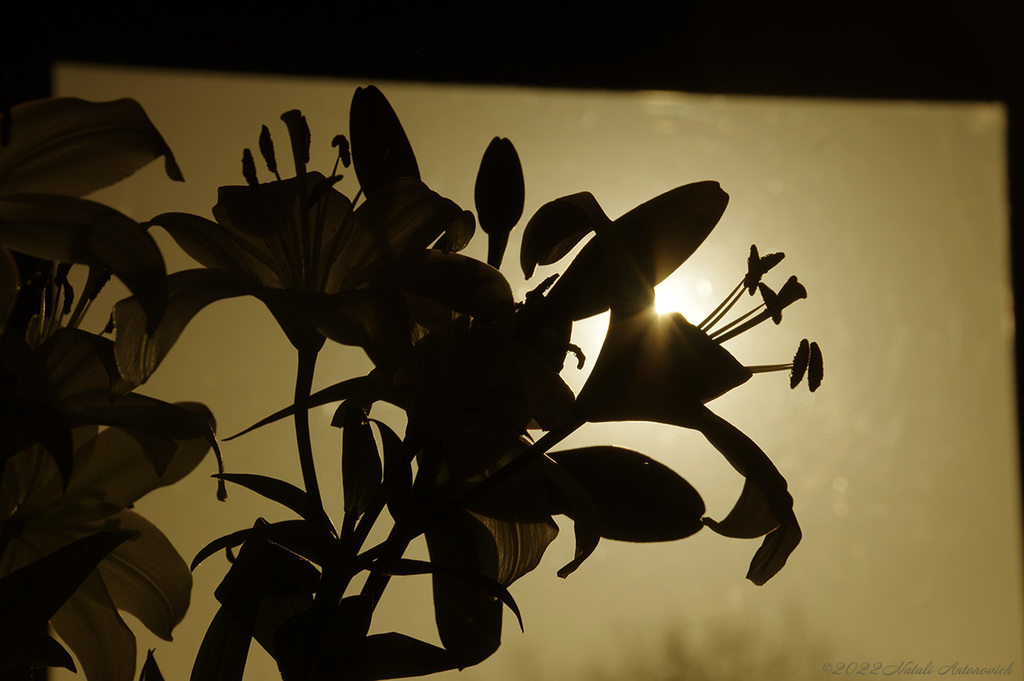 Album "lilies" | Fotografie afbeelding "Bloemen" door Natali Antonovich in Archief/Foto Voorraad.
