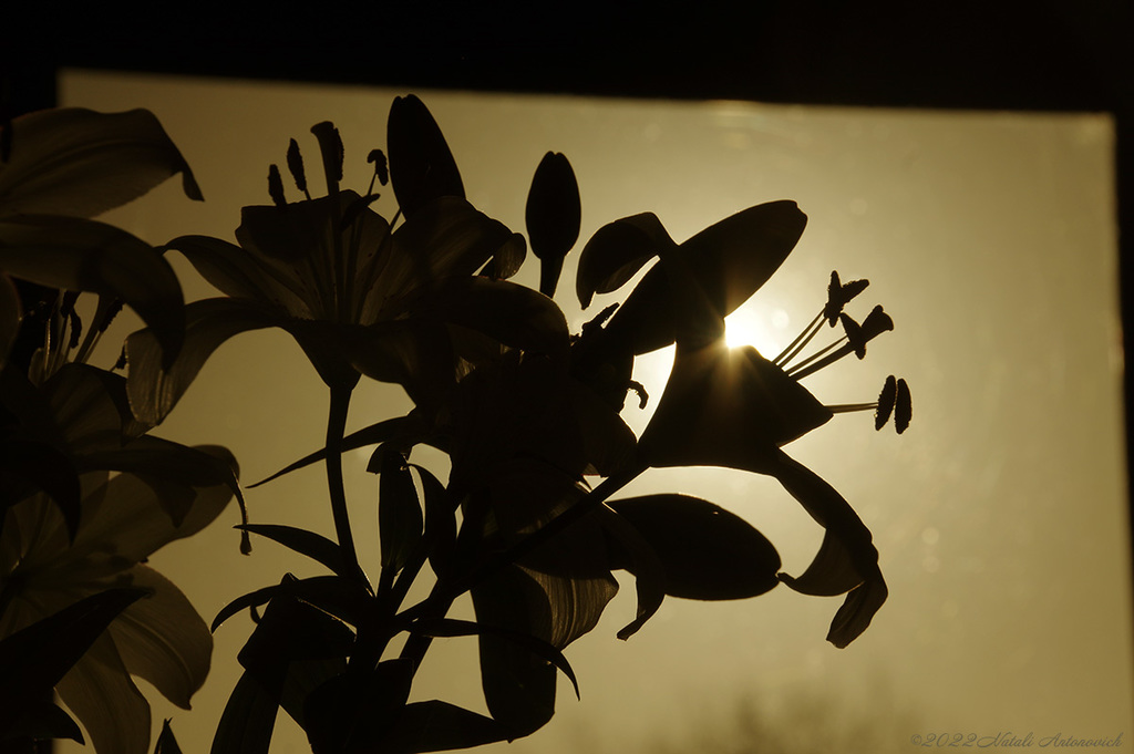 Album "lilies" | Image de photographie "Fleurs" de Natali Antonovich en photostock.