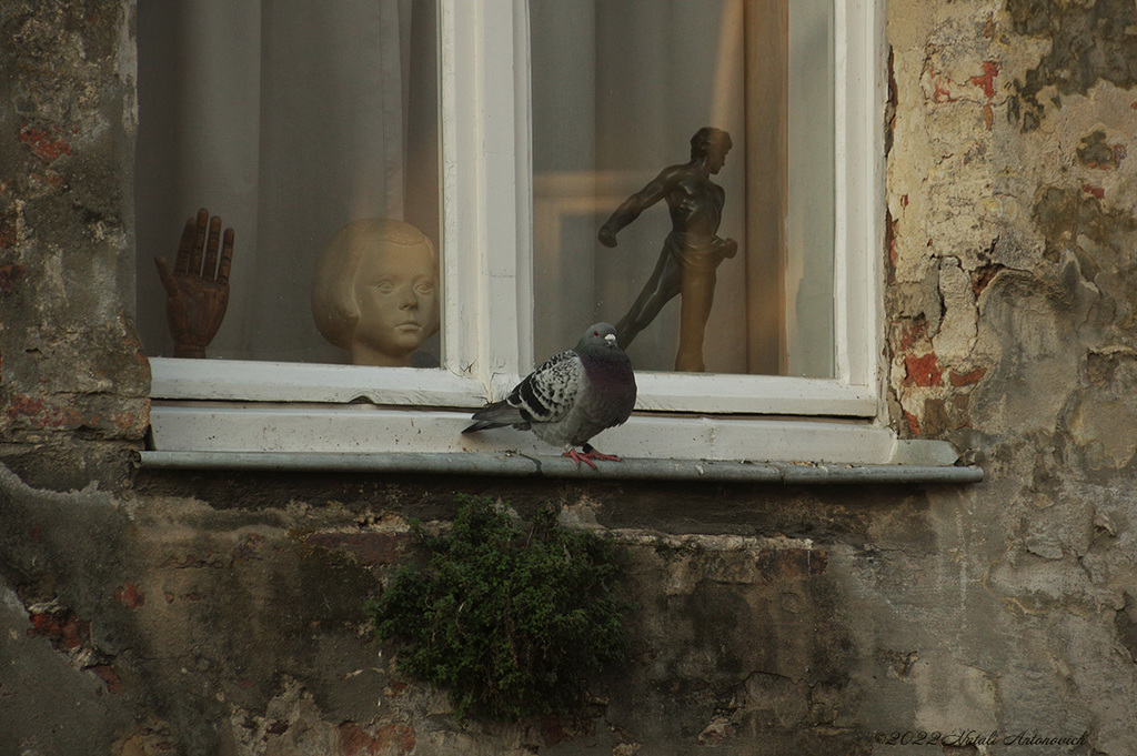 Album  "Bruges" | Photography image "Birds" by Natali Antonovich in Photostock.