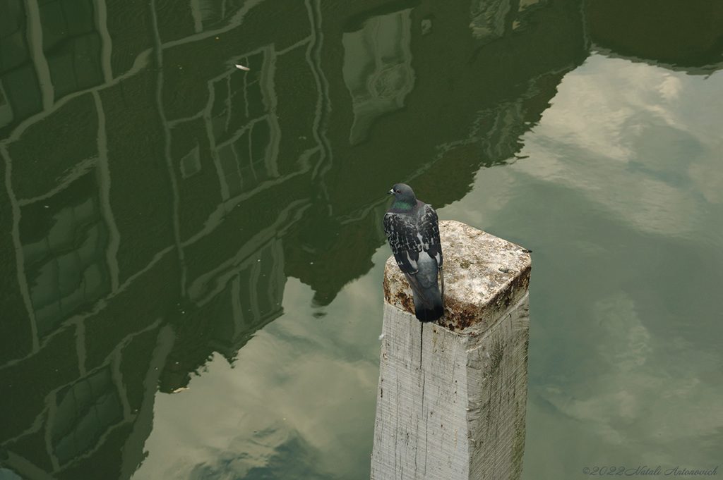 Альбом "Dordrecht. Netherlands" | Фотография "Птицы" от Натали Антонович в Архиве/Банке Фотографий