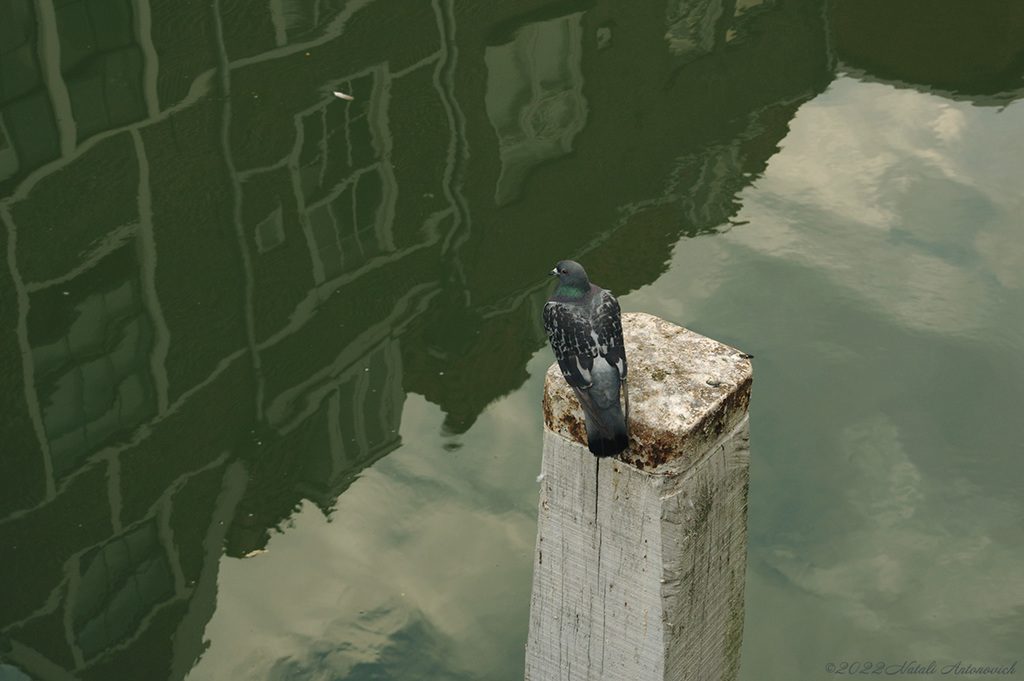 Album  "Dordrecht. Netherlands" | Photography image "Birds" by Natali Antonovich in Photostock.