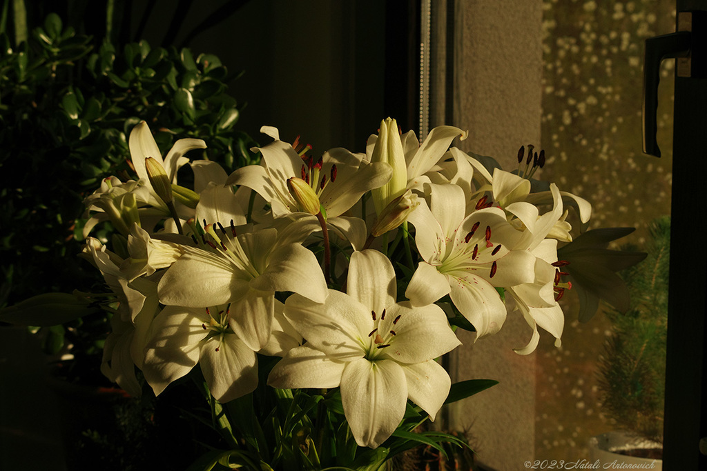 Fotografie afbeelding "lilies" door Natali Antonovich | Archief/Foto Voorraad.
