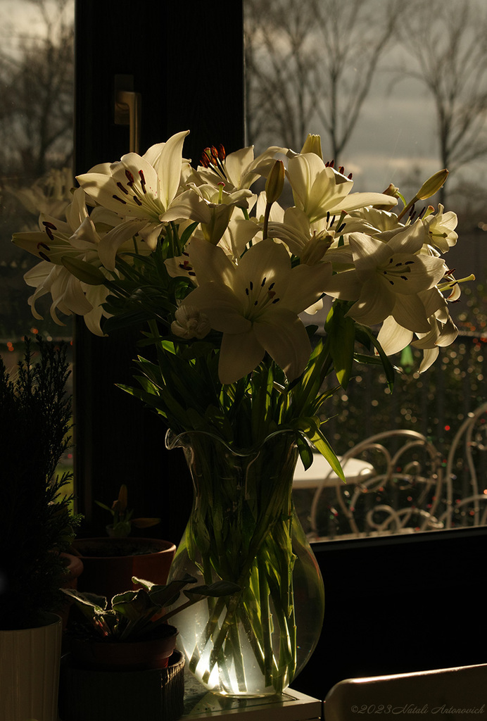 Альбом "lilies" | Фотография "Цветы" от Натали Антонович в Архиве/Банке Фотографий