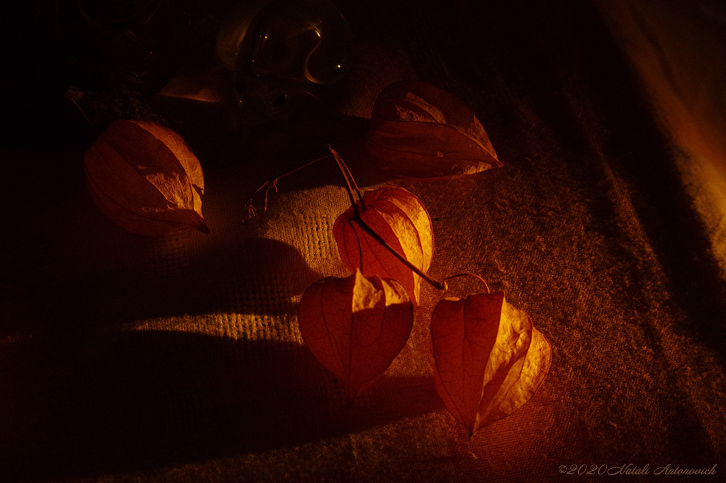 Fotografiebild "Physalis" von Natali Antonovich | Sammlung/Foto Lager.