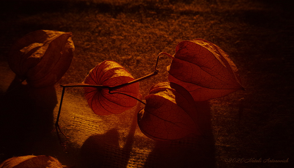 Album "Physalis" | Fotografiebild "Blumen" von Natali Antonovich im Sammlung/Foto Lager.