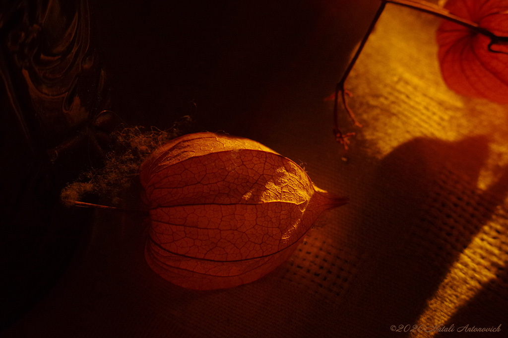 Album "Physalis" | Fotografiebild "Blumen" von Natali Antonovich im Sammlung/Foto Lager.