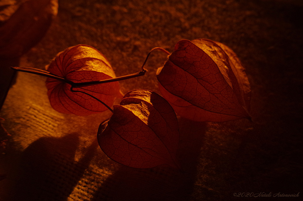 Album "Physalis" | Fotografiebild "Blumen" von Natali Antonovich im Sammlung/Foto Lager.