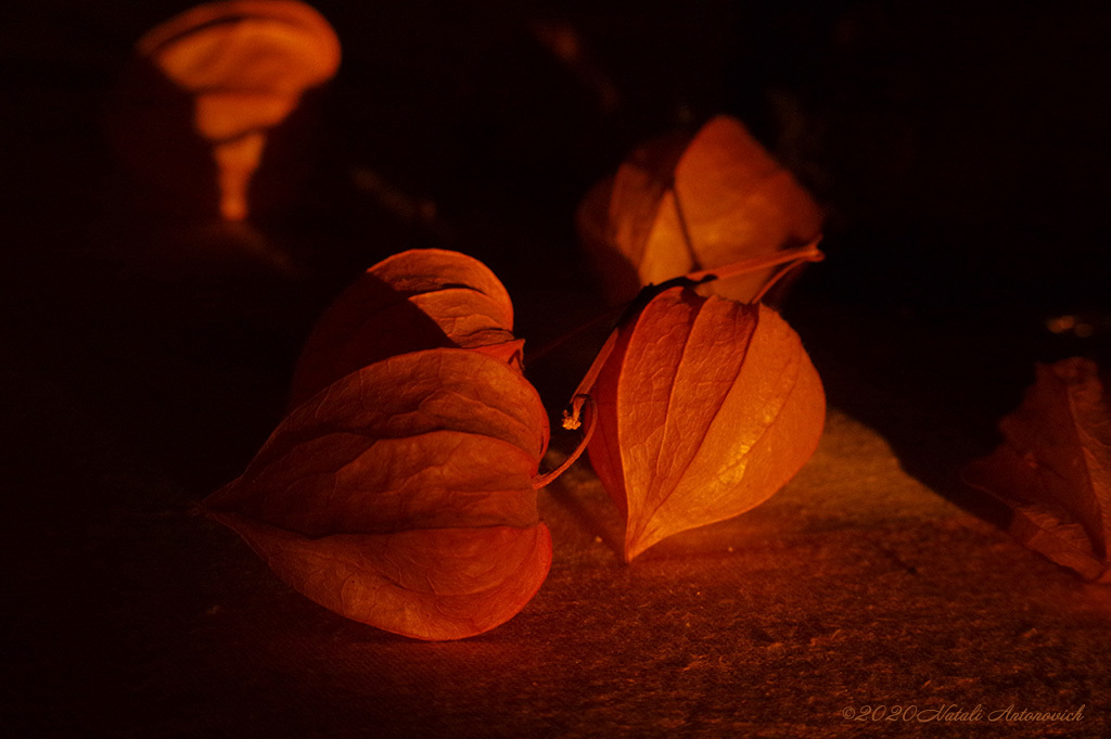 Альбом "Physalis" | Фотография "Цветы" от Натали Антонович в Архиве/Банке Фотографий