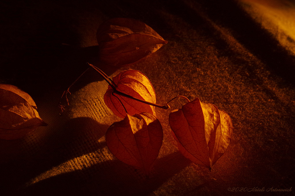 Album  "Physalis" | Photography image "Flowers" by Natali Antonovich in Photostock.