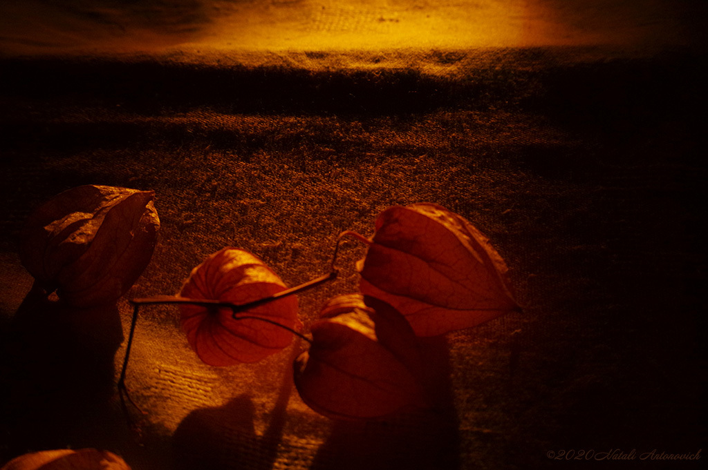 Album  "Physalis" | Photography image "Flowers" by Natali Antonovich in Photostock.