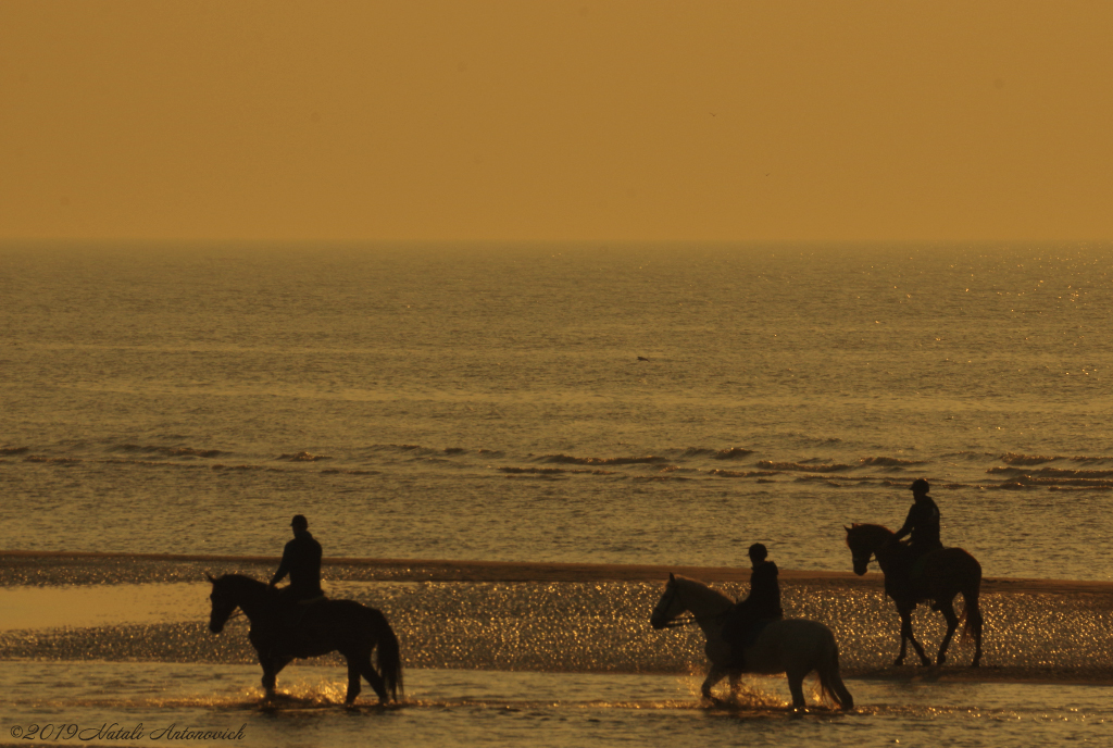 Album "Belgian Coast" | Image de photographie "Water Gravitation" de Natali Antonovich en photostock.