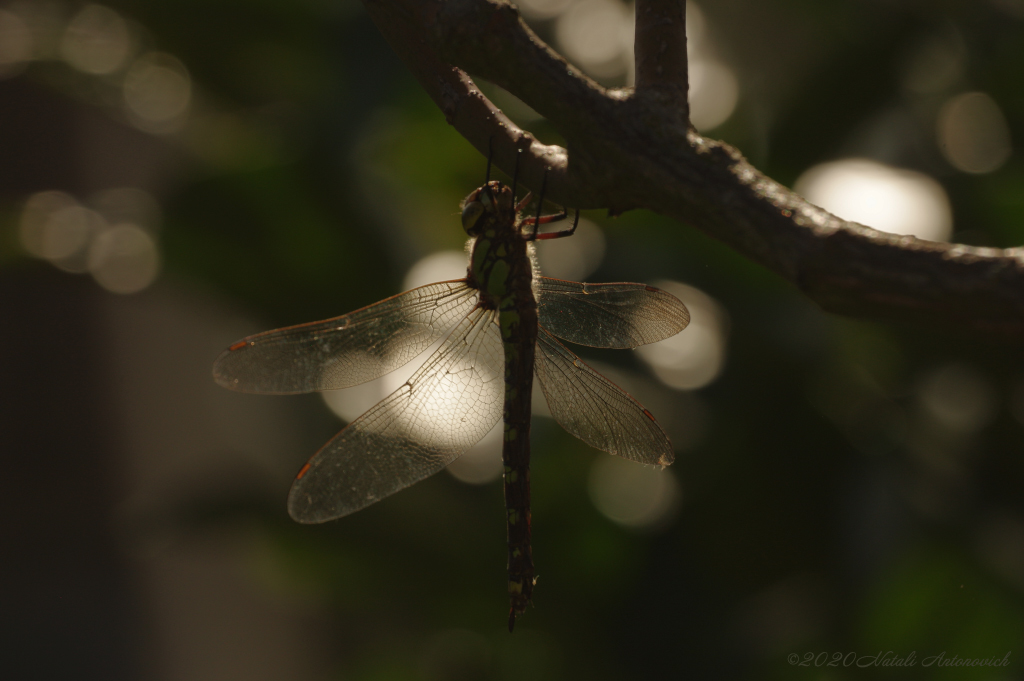 Album "Parallels" | Image de photographie "Belgique" de Natali Antonovich en photostock.