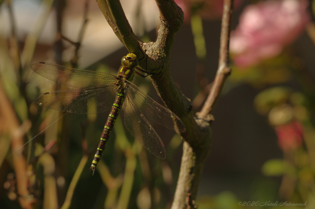 Image de photographie "Parallels" de Natali Antonovich | Photostock.