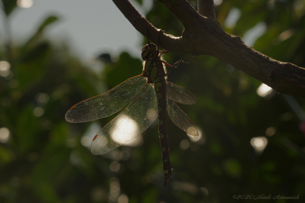 Photography image "Parallels" by Natali Antonovich | Photostock.