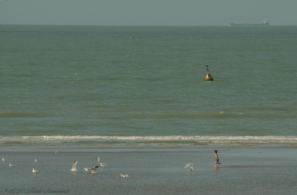 Album  "Belgian Coast" | Photography image "Birds" by Natali Antonovich in Photostock.