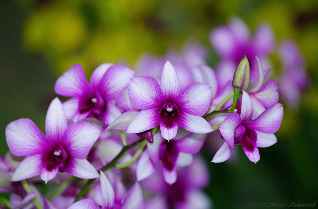 Fotografie afbeelding "Orchids" door Natali Antonovich | Archief/Foto Voorraad.