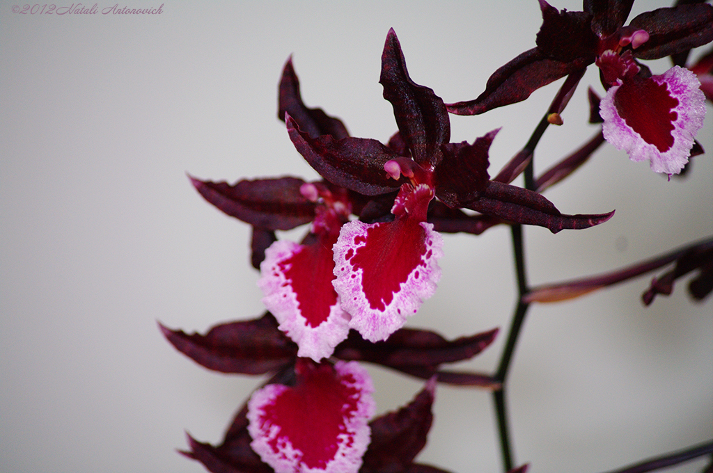 Image de photographie "Orchids" de Natali Antonovich | Photostock.