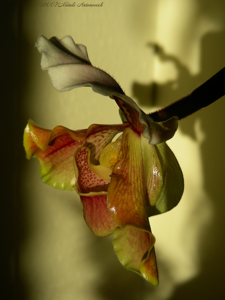 Album "Orchids" | Fotografiebild "Orchideen" von Natali Antonovich im Sammlung/Foto Lager.
