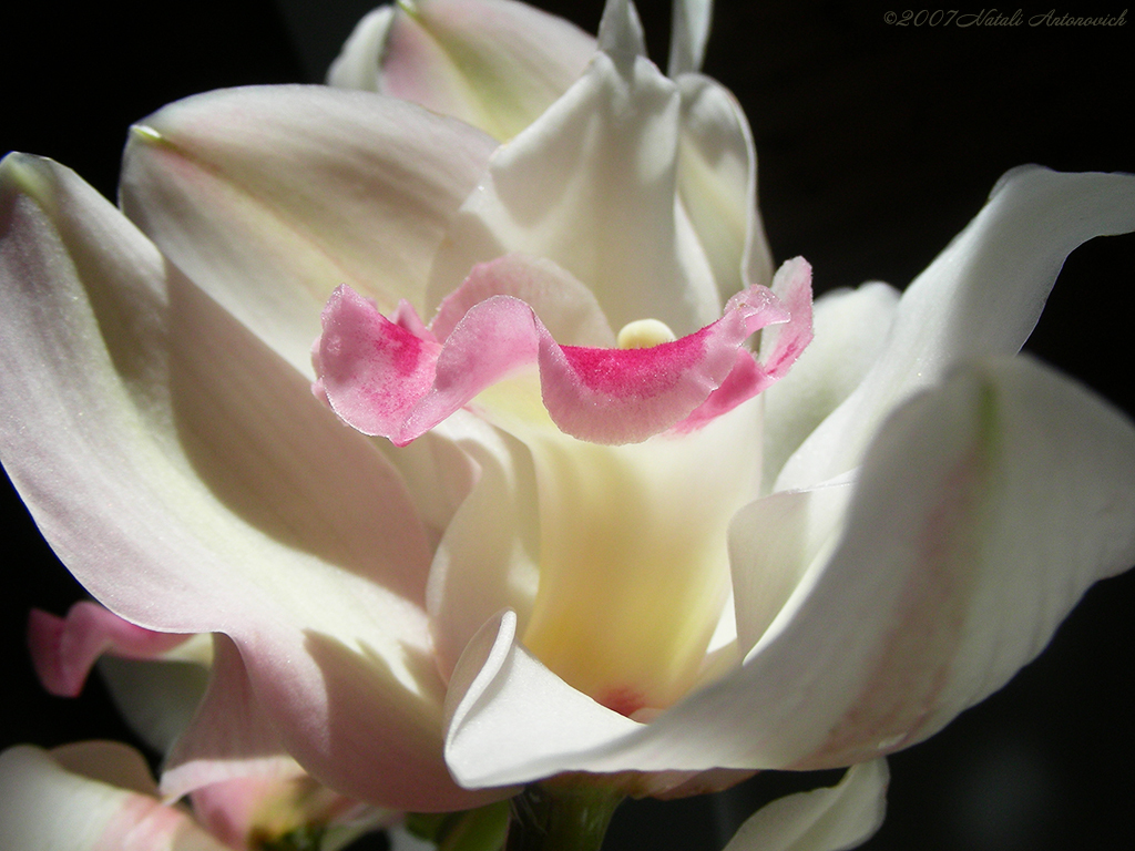 Album "Orchids" | Fotografiebild "Orchideen" von Natali Antonovich im Sammlung/Foto Lager.