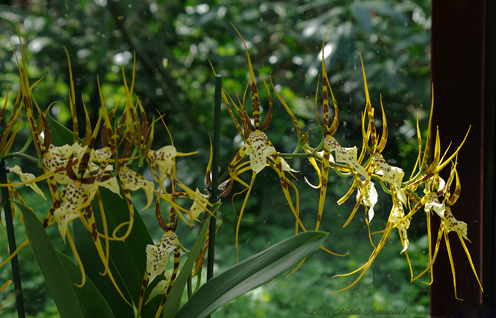 Fotografie afbeelding "Orchids" door Natali Antonovich | Archief/Foto Voorraad.