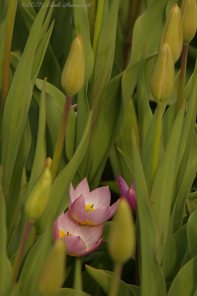 Album "Flowers" | Fotografiebild "Niederlande" von Natali Antonovich im Sammlung/Foto Lager.