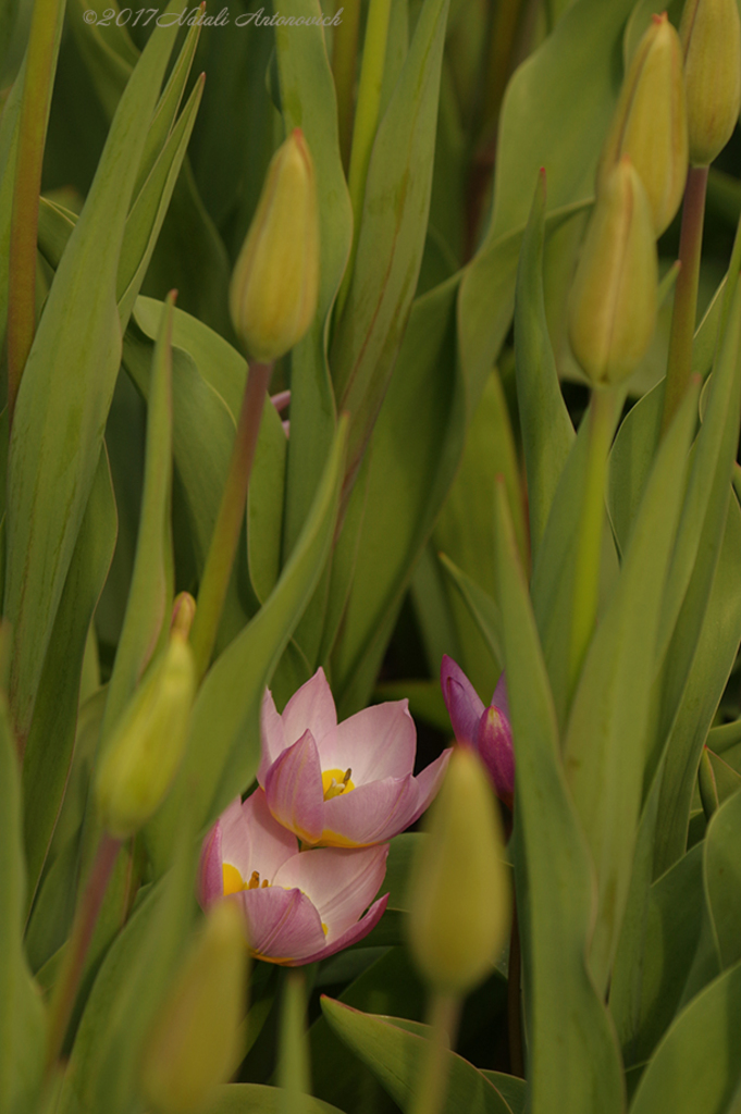 Fotografie afbeelding "Flowers" door Natali Antonovich | Archief/Foto Voorraad.