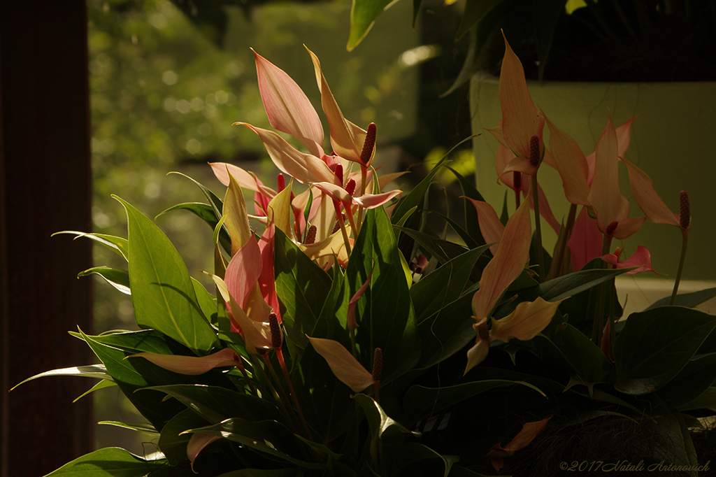 Album "Flowers" | Fotografiebild "Blumen" von Natali Antonovich im Sammlung/Foto Lager.