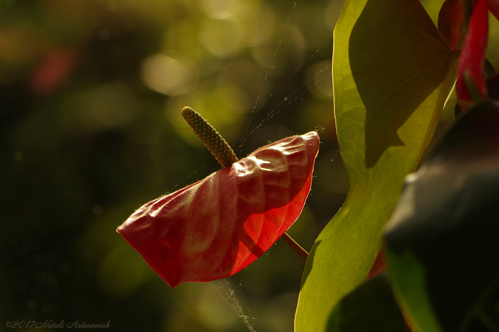 Fotografie afbeelding "Flowers" door Natali Antonovich | Archief/Foto Voorraad.