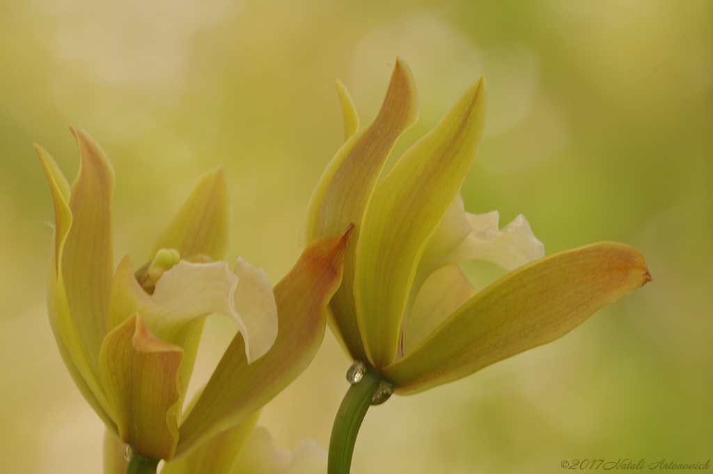 Fotografiebild "Orchids" von Natali Antonovich | Sammlung/Foto Lager.