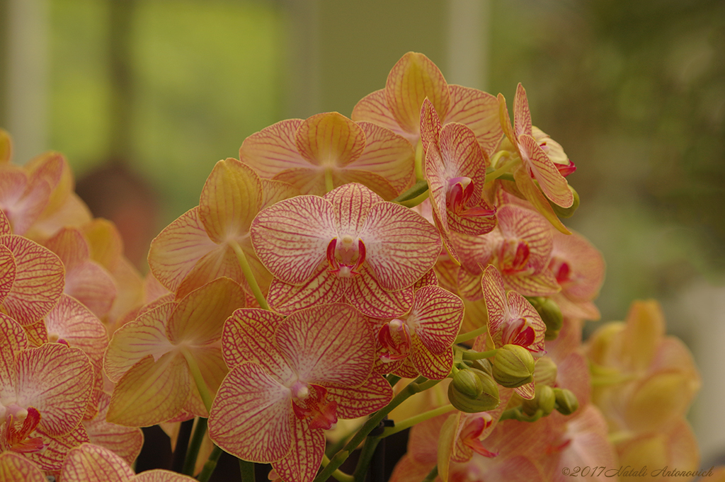 Fotografie afbeelding "Orchids" door Natali Antonovich | Archief/Foto Voorraad.
