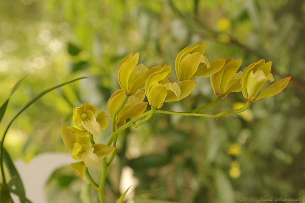 Album "Orchids" | Image de photographie "Orchidées" de Natali Antonovich en photostock.