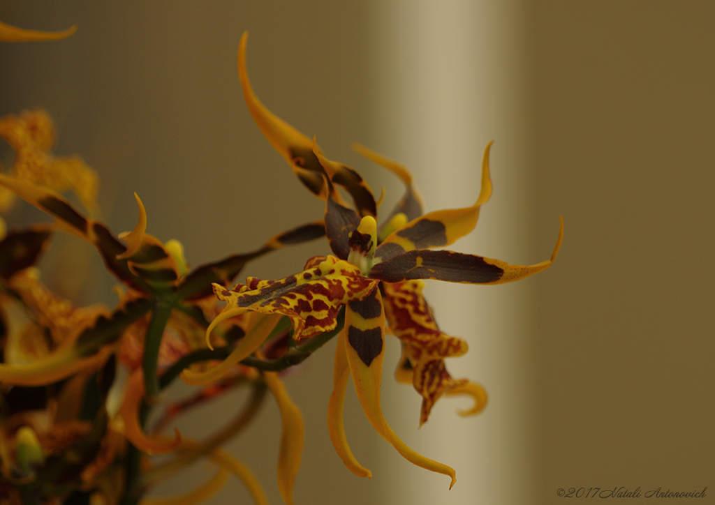 Fotografie afbeelding "Orchids" door Natali Antonovich | Archief/Foto Voorraad.