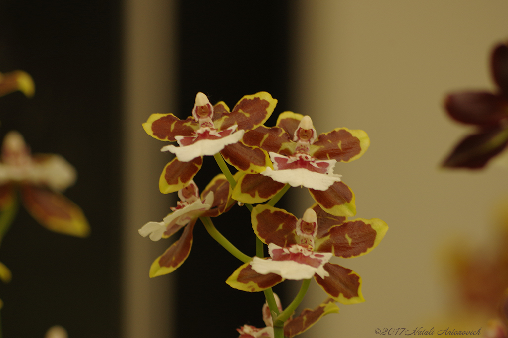 Альбом "Orchids" | Фотография "Орхидеи" от Натали Антонович в Архиве/Банке Фотографий