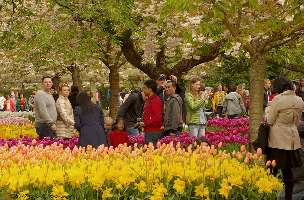 Album "Unforgetable Keukenhof" | Image de photographie "Pays-Bas" de Natali Antonovich en photostock.