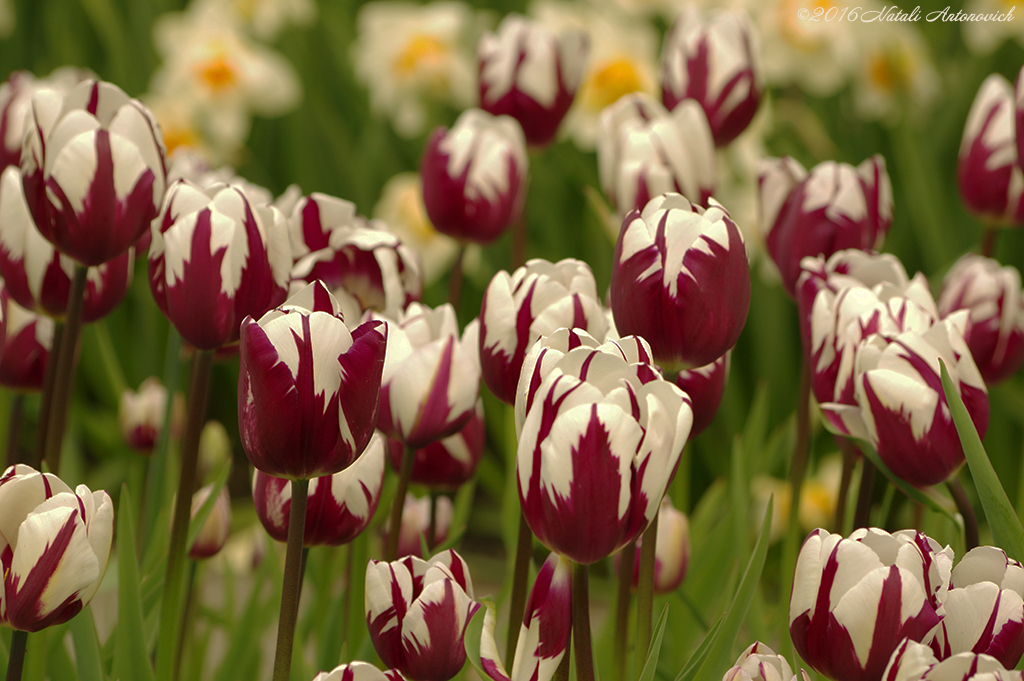 Album  "Unforgetable Keukenhof" | Photography image "Flowers" by Natali Antonovich in Photostock.