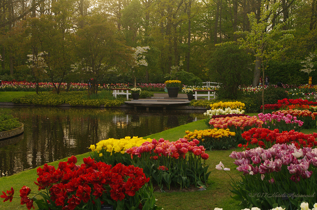 Album  "Unforgetable Keukenhof" | Photography image "Netherlands" by Natali Antonovich in Photostock.