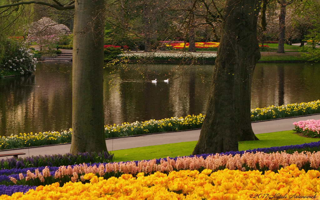 Album  "Unforgetable Keukenhof" | Photography image "Netherlands" by Natali Antonovich in Photostock.