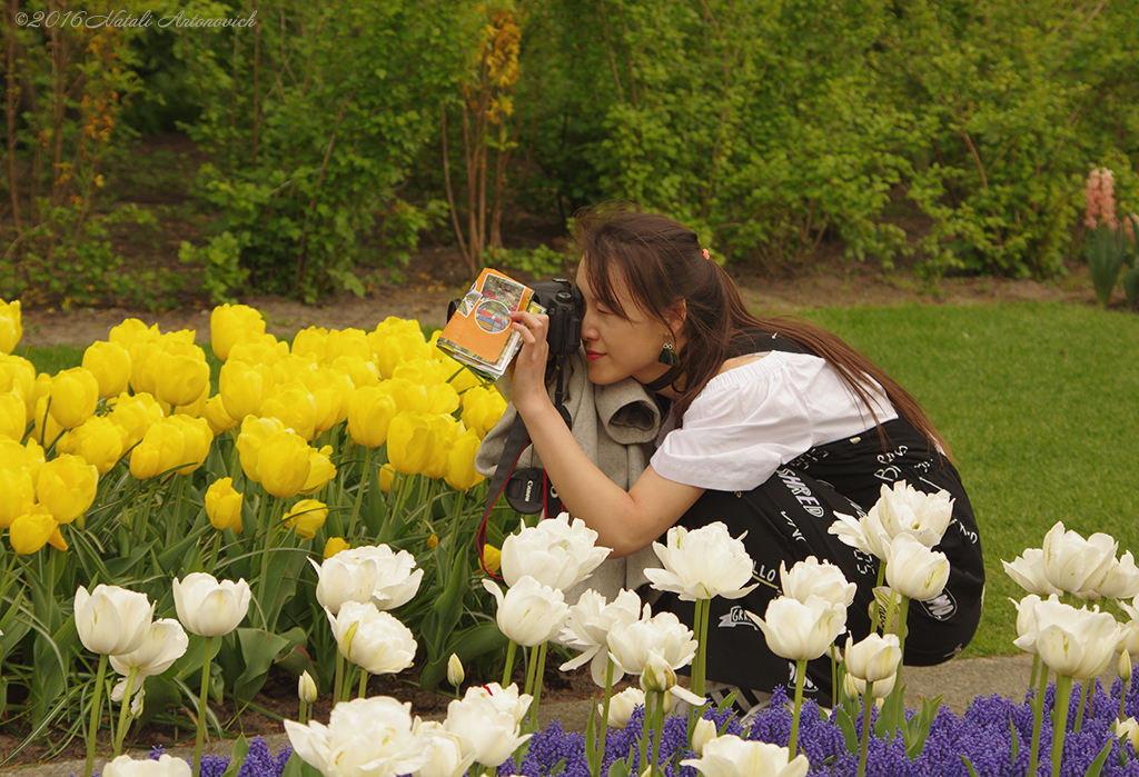 Album "Unforgetable Keukenhof" | Fotografiebild "Niederlande" von Natali Antonovich im Sammlung/Foto Lager.