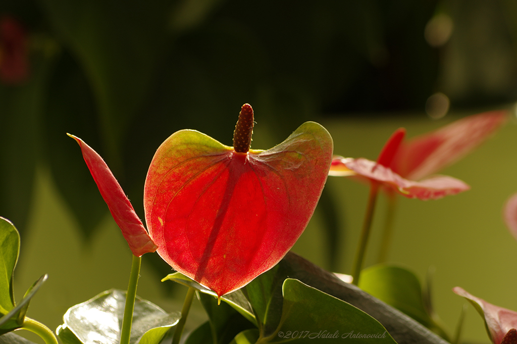 Album  "Unforgetable Keukenhof" | Photography image "Flowers" by Natali Antonovich in Photostock.