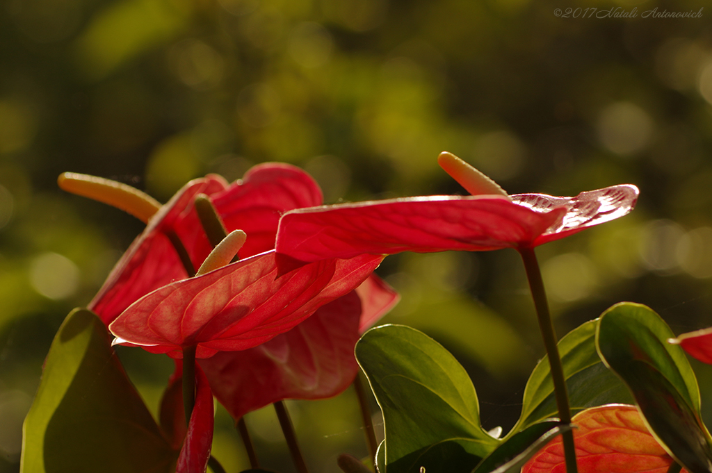 Album "Unforgetable Keukenhof" | Image de photographie "Pays-Bas" de Natali Antonovich en photostock.