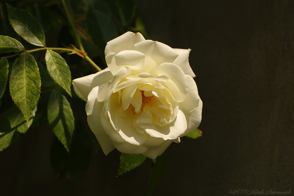 Photography image "Rose" by Natali Antonovich | Photostock.