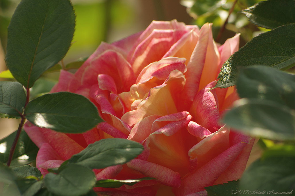 Album "Rose" | Fotografiebild "Blumen" von Natali Antonovich im Sammlung/Foto Lager.